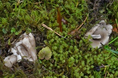 Helvella