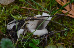 Helvella