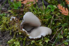 Helvella
