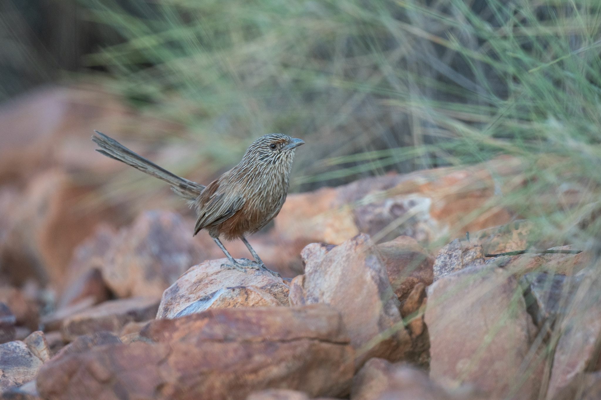 Kalkadoon Grasswren (Amytornis ballarae), photo 3