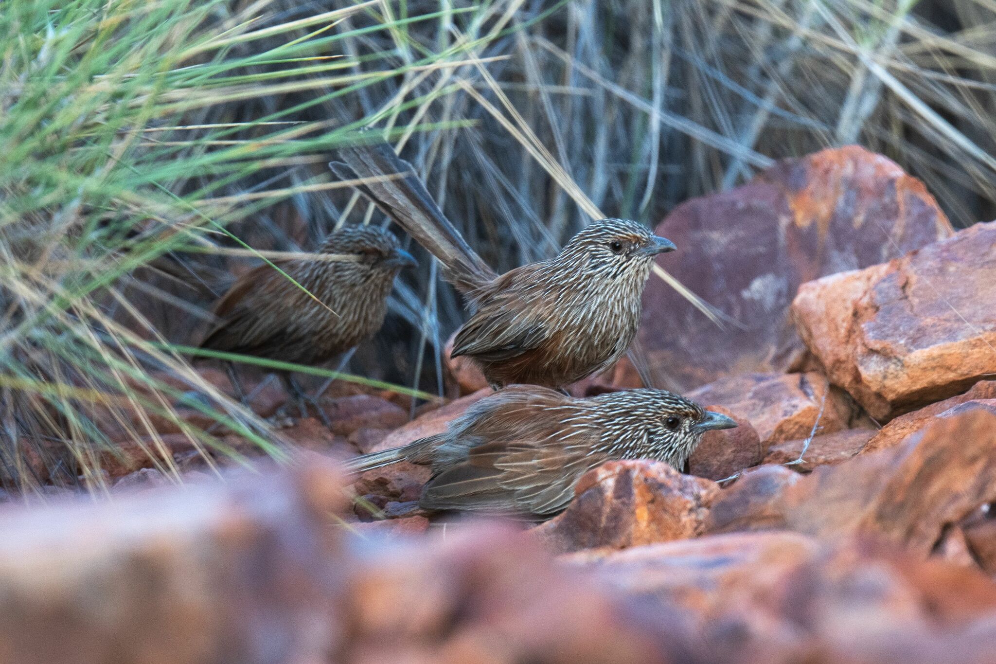 Kalkadoon Grasswren (Amytornis ballarae), photo 4