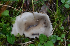 Helvella