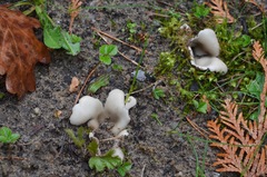 Helvella