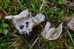 Helvella