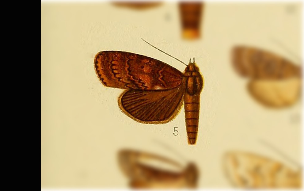 Iscadia phaeoptera