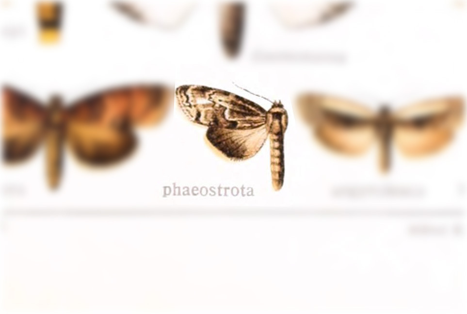 Elaeognatha phaeostrota