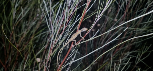 Cane Grass (Two-line) Dragon, Diporiphora winneckei