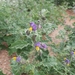 Solanum coagulans - Photo (c) Anthony Kaschula, μερικά δικαιώματα διατηρούνται (CC BY-NC), uploaded by Anthony Kaschula
