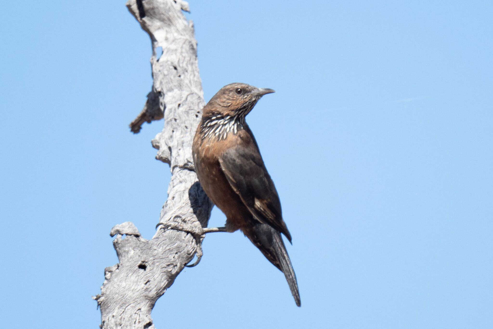 Black-tailed Treecreeper (Climacteris melanurus), photo 2