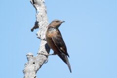 Black-Tailed Treecreeper photo 2