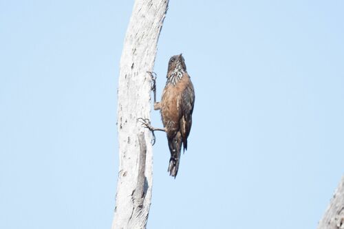 Black-tailed Treecreeper (Climacteris melanurus), photo 3