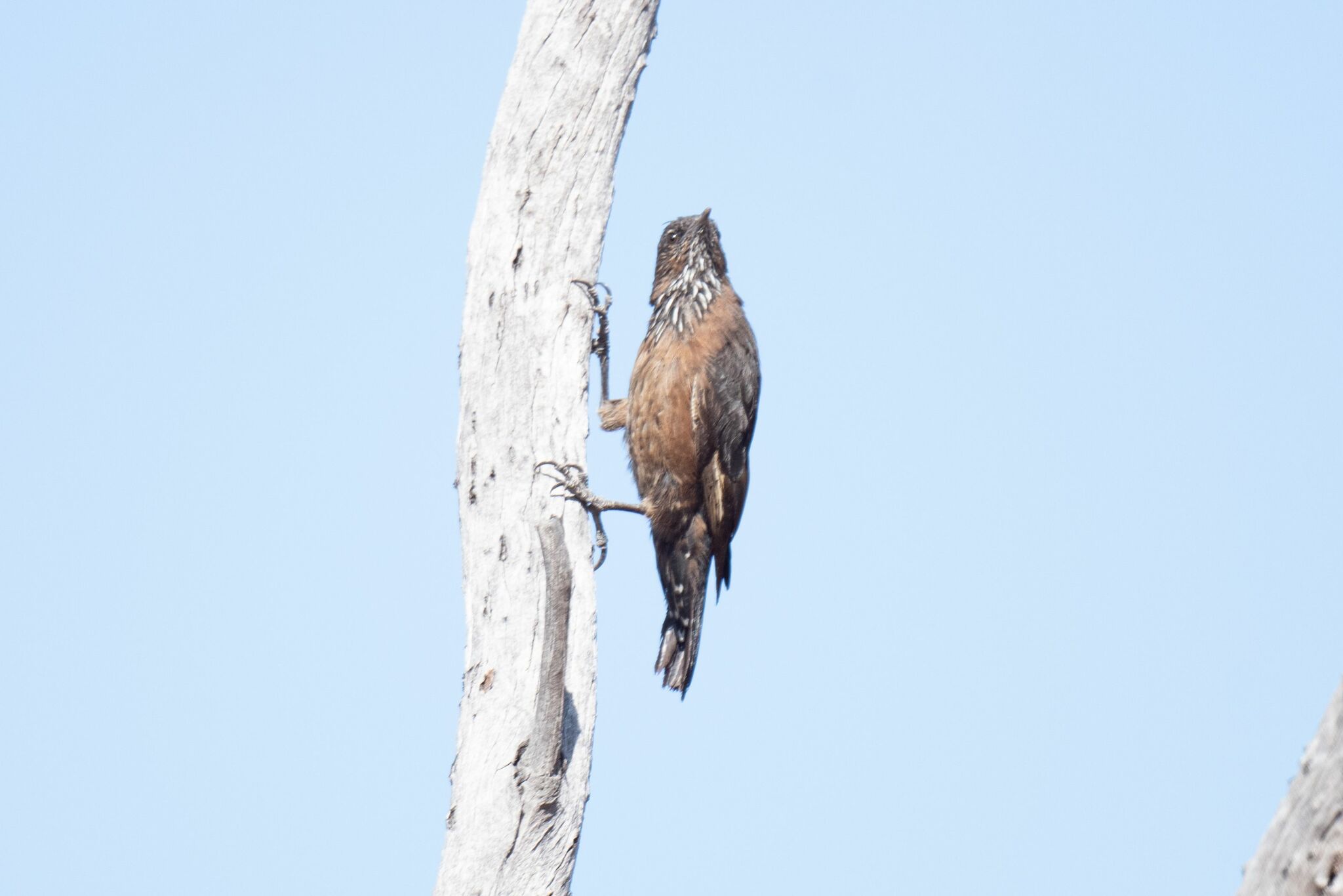 Black-tailed Treecreeper (Climacteris melanurus), photo 3