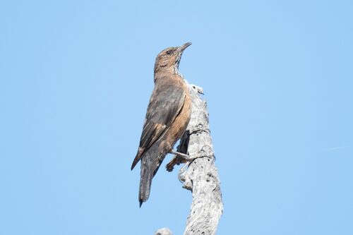 Black-tailed Treecreeper (Climacteris melanurus), photo 9