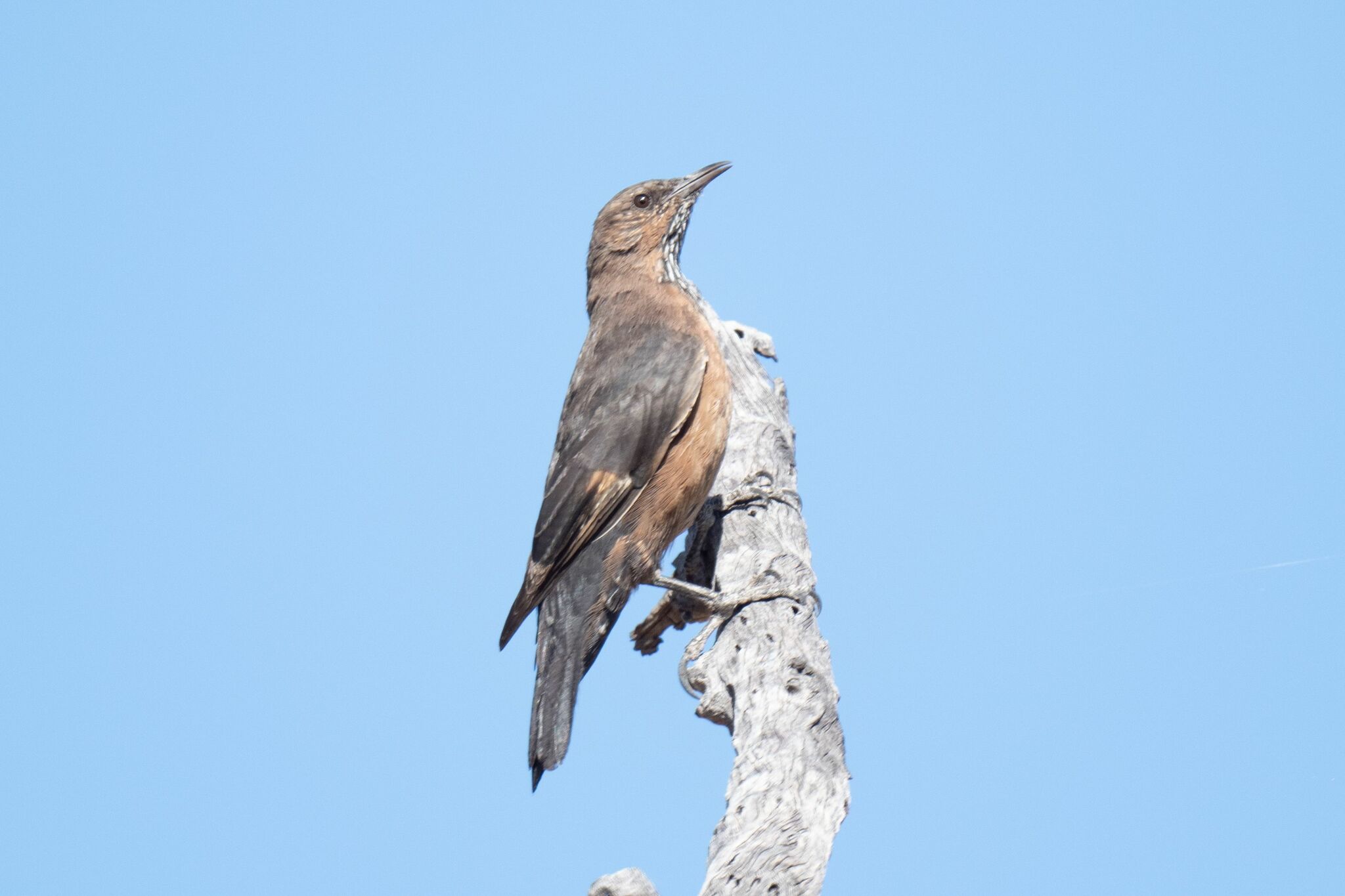 Black-tailed Treecreeper (Climacteris melanurus), photo 4