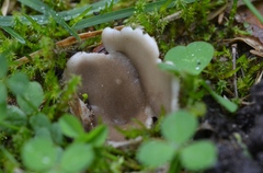 Helvella