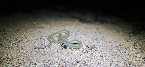 Orange-naped Snake