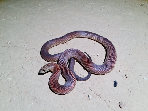Mulga Snake sighting