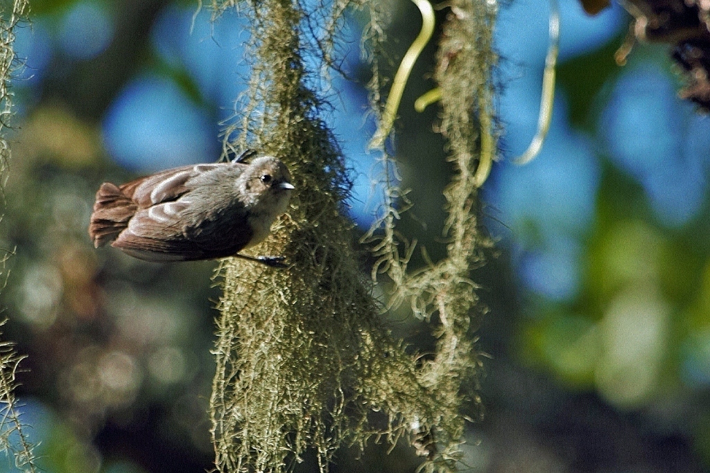 Grey Penduline Tit (Anthoscopus caroli), photo 8