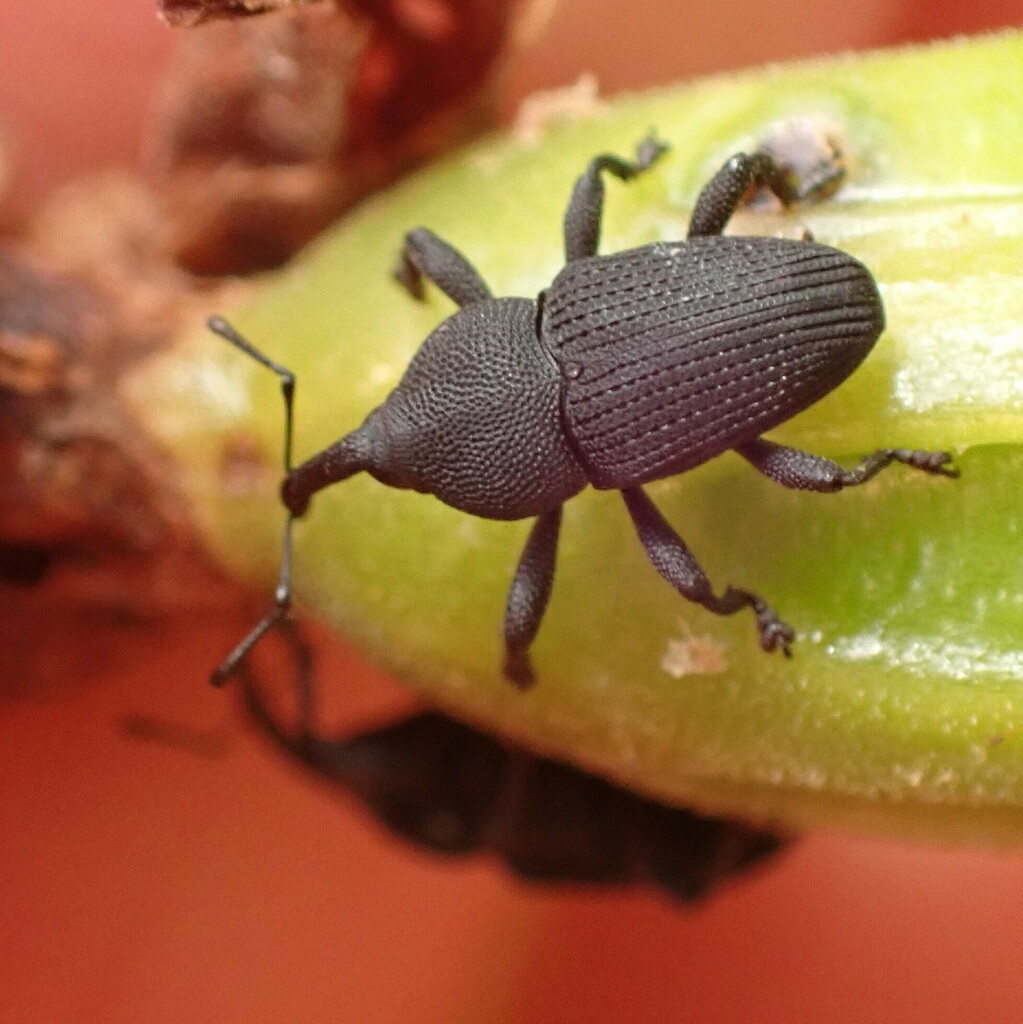 Orchidophilus