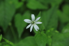 Stellaria nemorum