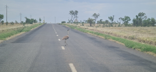 Australian Bustard