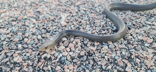 Papuan whip snake, Demansia papuensis
