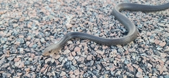 Olive Whipsnake