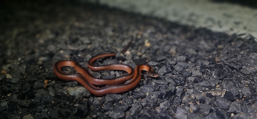 Black-striped snake, Cryptophis nigrostriatus