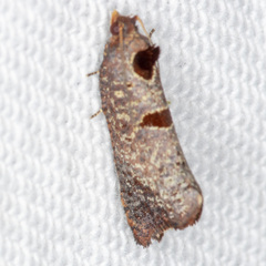 Glyphidoptera insignana