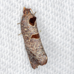Glyphidoptera insignana