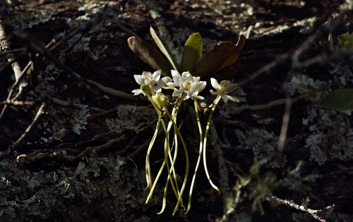 Aerangis appendiculata (De Wild.) Schltr.