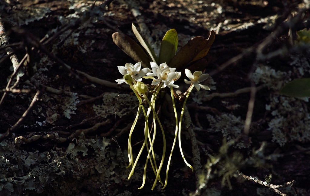 Aerangis appendiculata