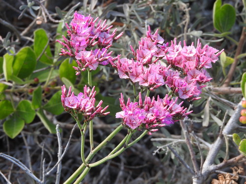 Image of Limonium peregrinum by (c) Noeleen du Toit, some rights reserved (CC BY-SA)