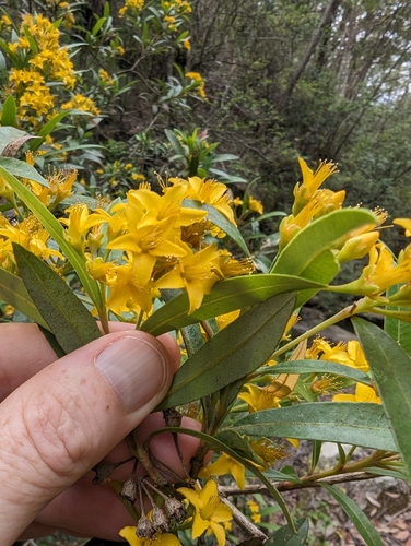 Image of Tristania neriifolia by (c) Will Cornwell, some rights reserved (CC BY)