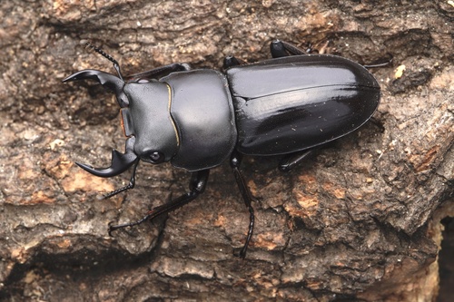 Dorcus vicinus