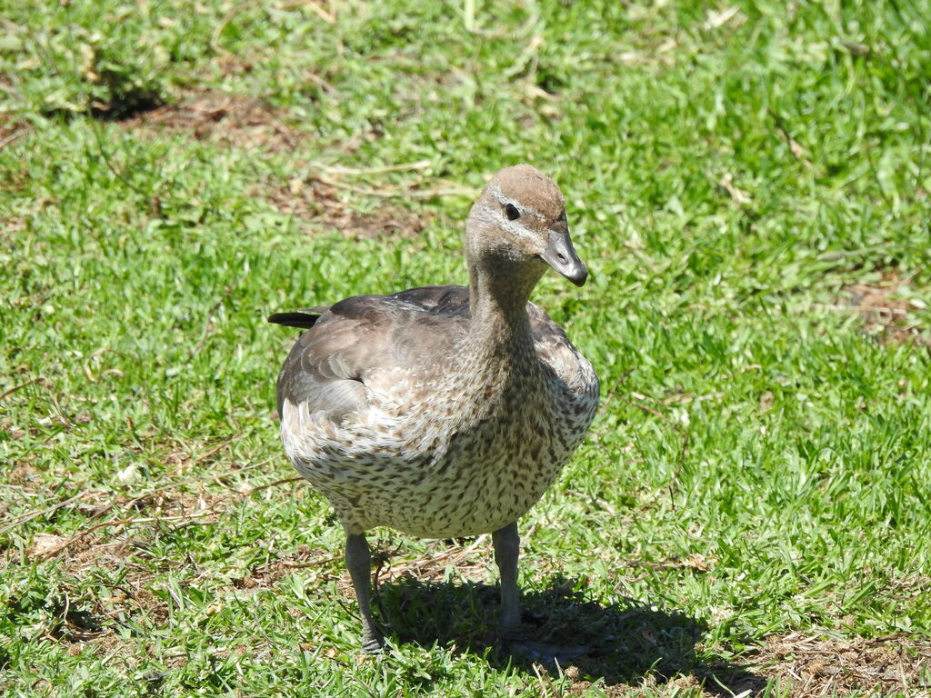 australian-wood-duck-from-yalukit-willam-nature-reserve-new-street