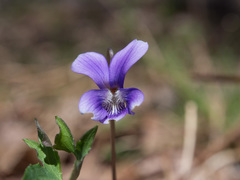 Viola sagittata