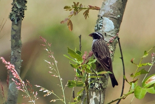 Black-eared Seedeater (Crithagra mennelli), photo 3