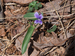 Viola sagittata