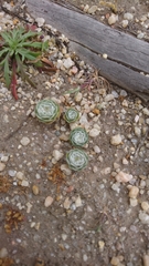 Filago tyrrhenica