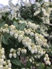 Pieris