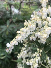 Pieris