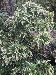 Pieris