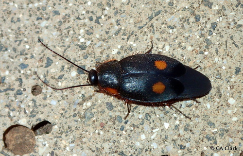 Pacific Cockroach