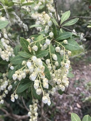 Pieris