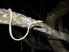 Oxybelis potosiensis