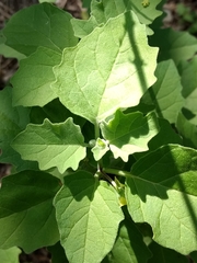 Physalis cinerascens