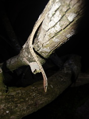 Oxybelis potosiensis