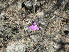 Siphonoglossa ramosa