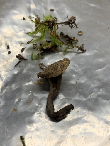 Craterellus cornucopioides — (c) Manuela Fiorini, some rights reserved (CC BY)